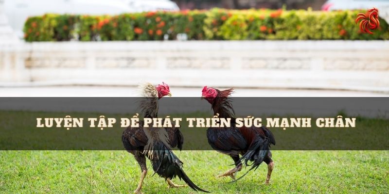 Các bài tập giúp tăng sức mạnh của chân